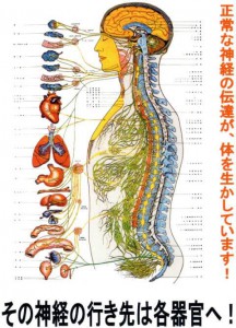 自律神経の系統図イラスト