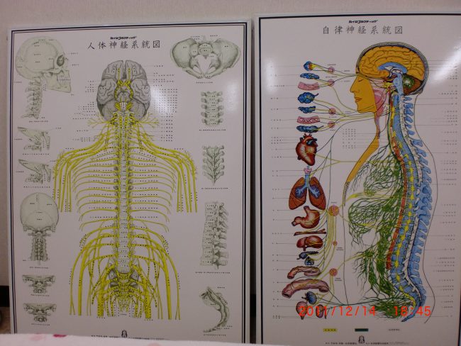 神経図、自律神経図