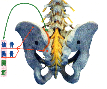 仙腸関節の説明画像