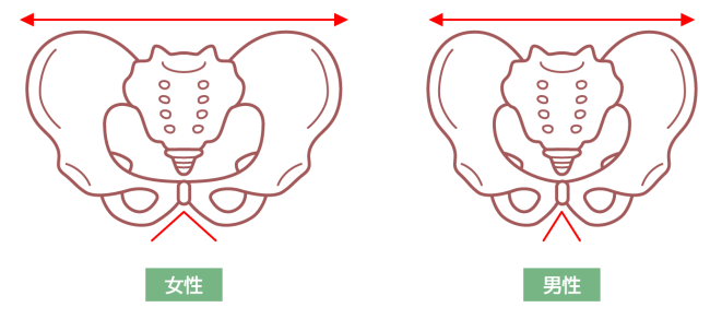 男女の骨盤の比較イラスト