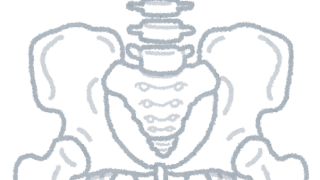 骨盤のイラスト
