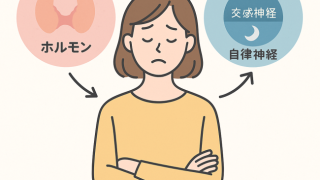 ホルモンと自律神経のイラスト