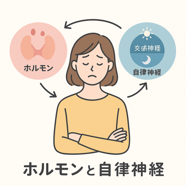 ホルモンと自律神経のイラスト